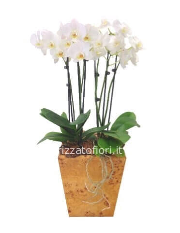 Pianta di phaleonopsis due steli con vaso ceramica o vetro