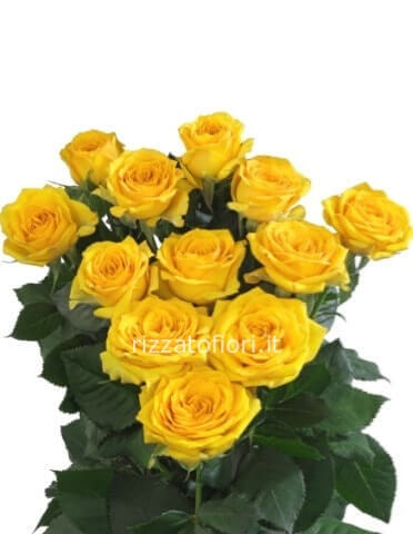Rose gialle a steli, prima scelta, lunghezza 60 cm