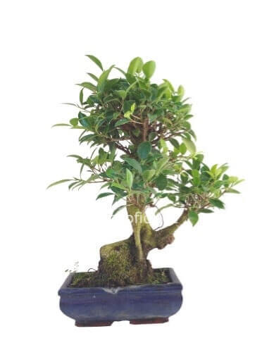Pianta bonsai, varietà ficus convaso in ceramica