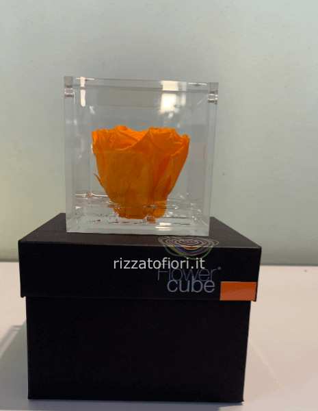 Rosa stabilizzata medium 8x8