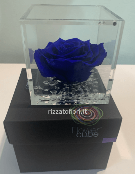 Rosa blu stabilizzata large 10x10